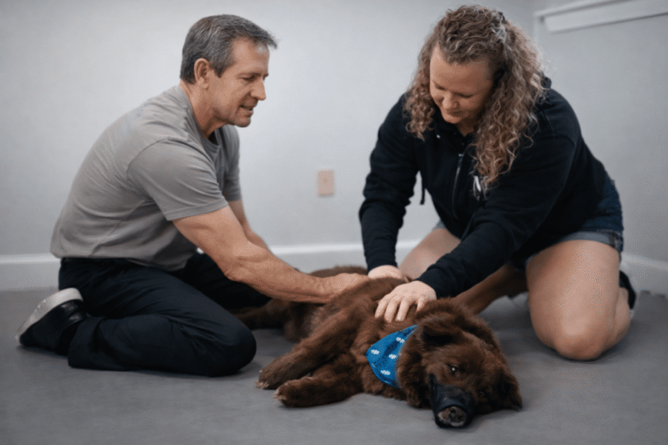 Two people comforting a resting dog.